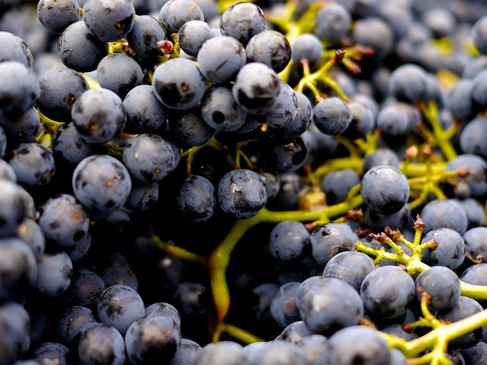 Warum werden von Rotwein die Zähne blau?